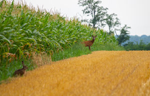 Egy szerencsés találkozás Egy szerencsés találkozás