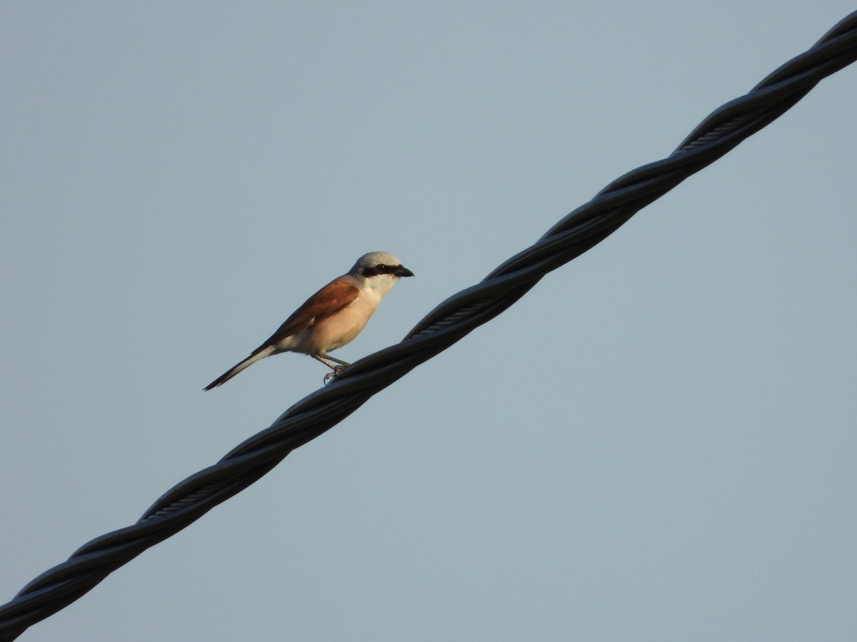 Kónya Máté Bertalan