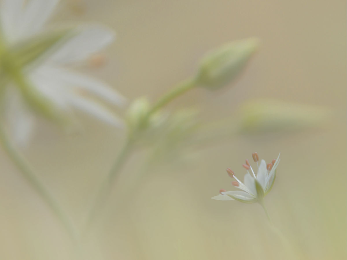 Ferkó László Szilveszter 