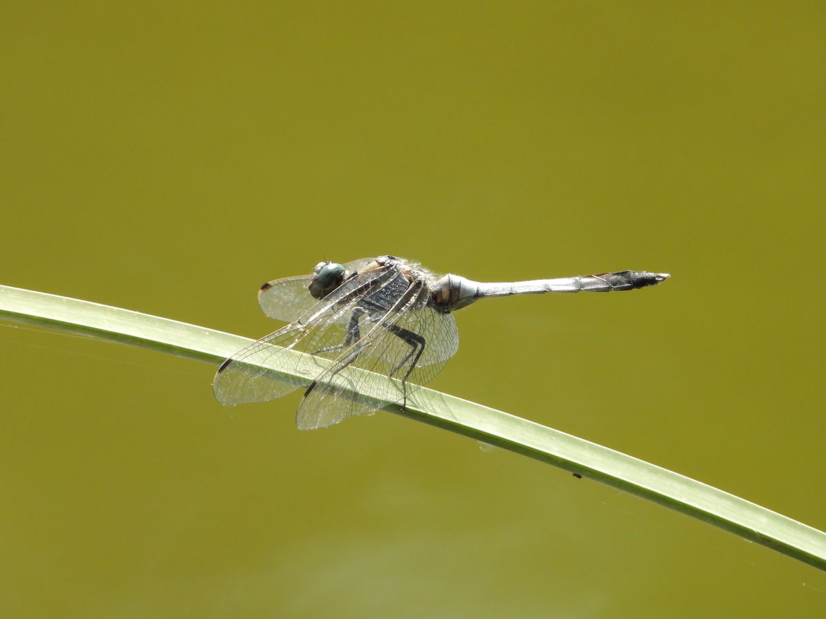 Kónya Máté Bertalan