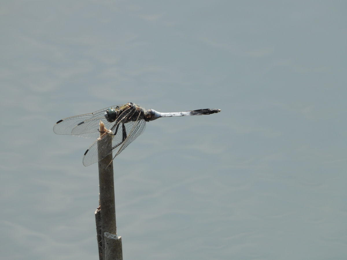 Kónya Máté Bertalan