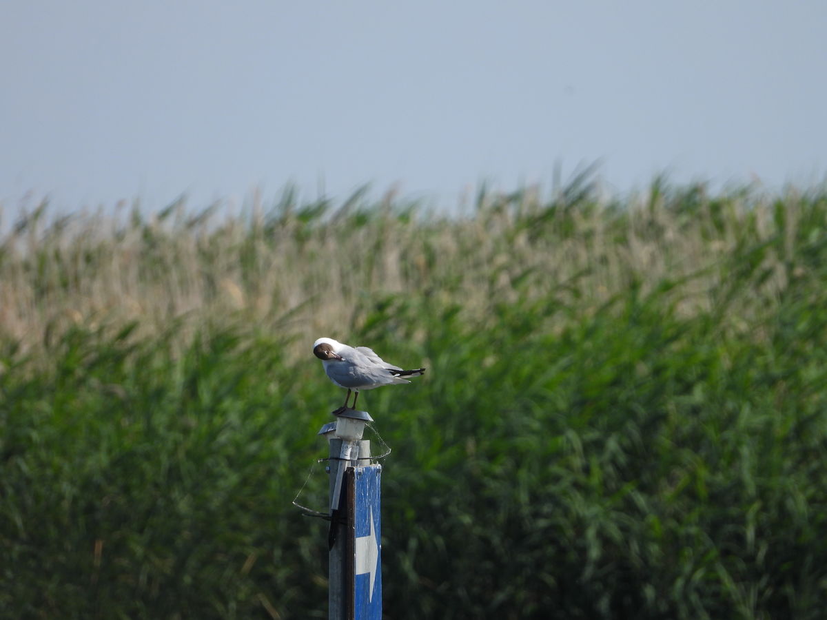 Kónya Máté Bertalan
