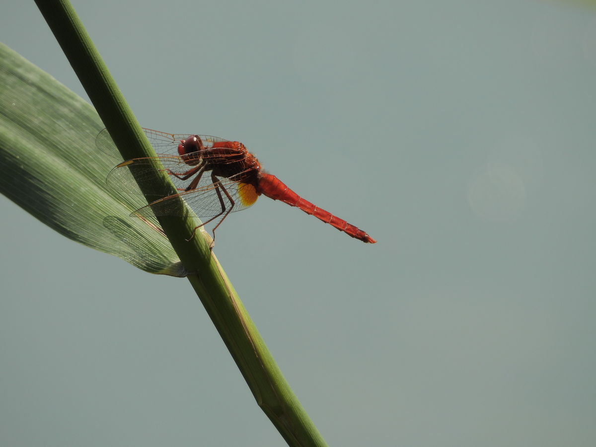 Kónya Máté Bertalan