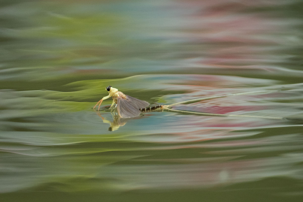 Gémné Kovács Anita