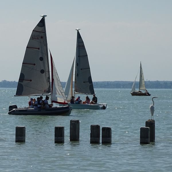 Nagy kócsag és vitorlások