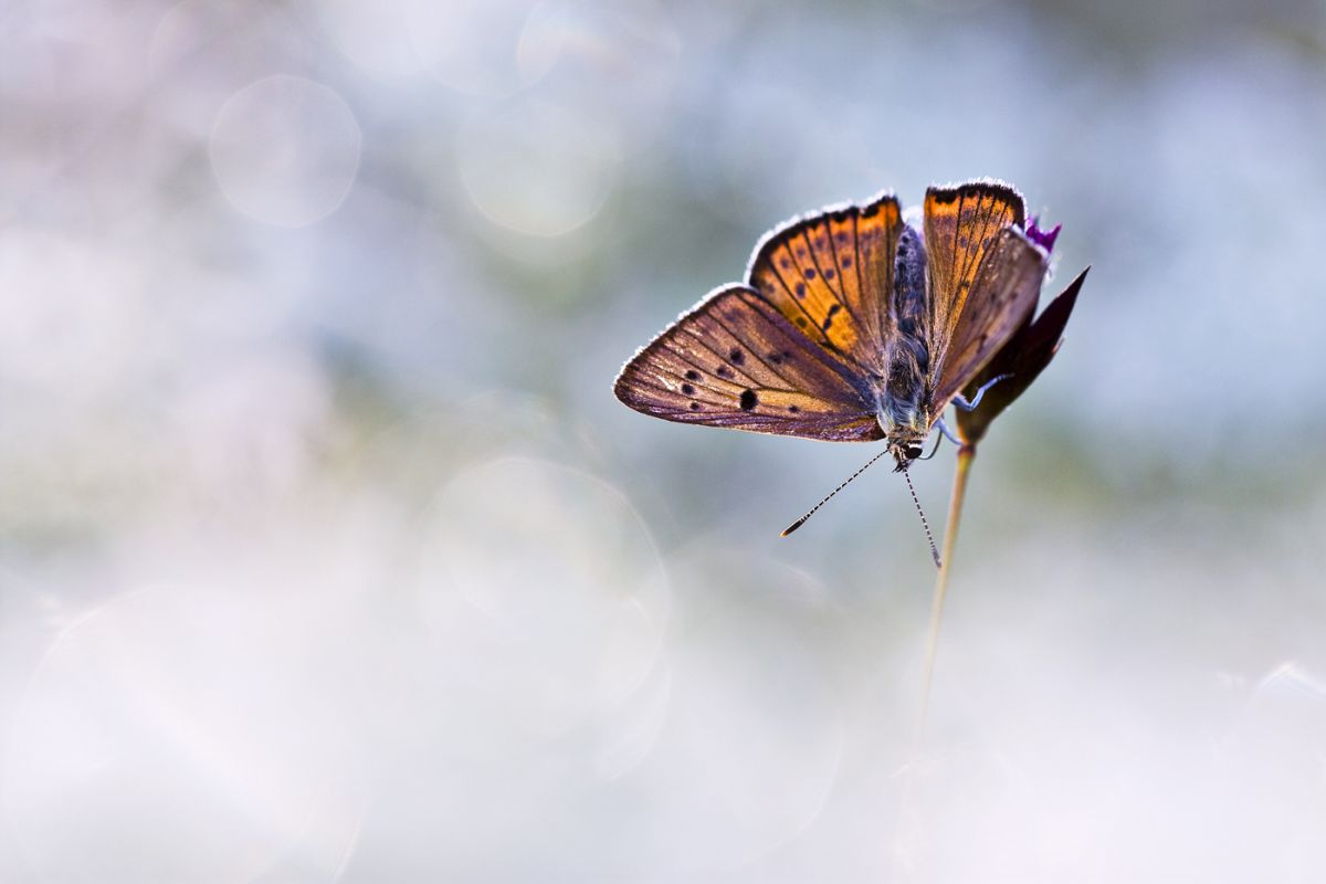 Sándor-Tóth Zsuzsanna