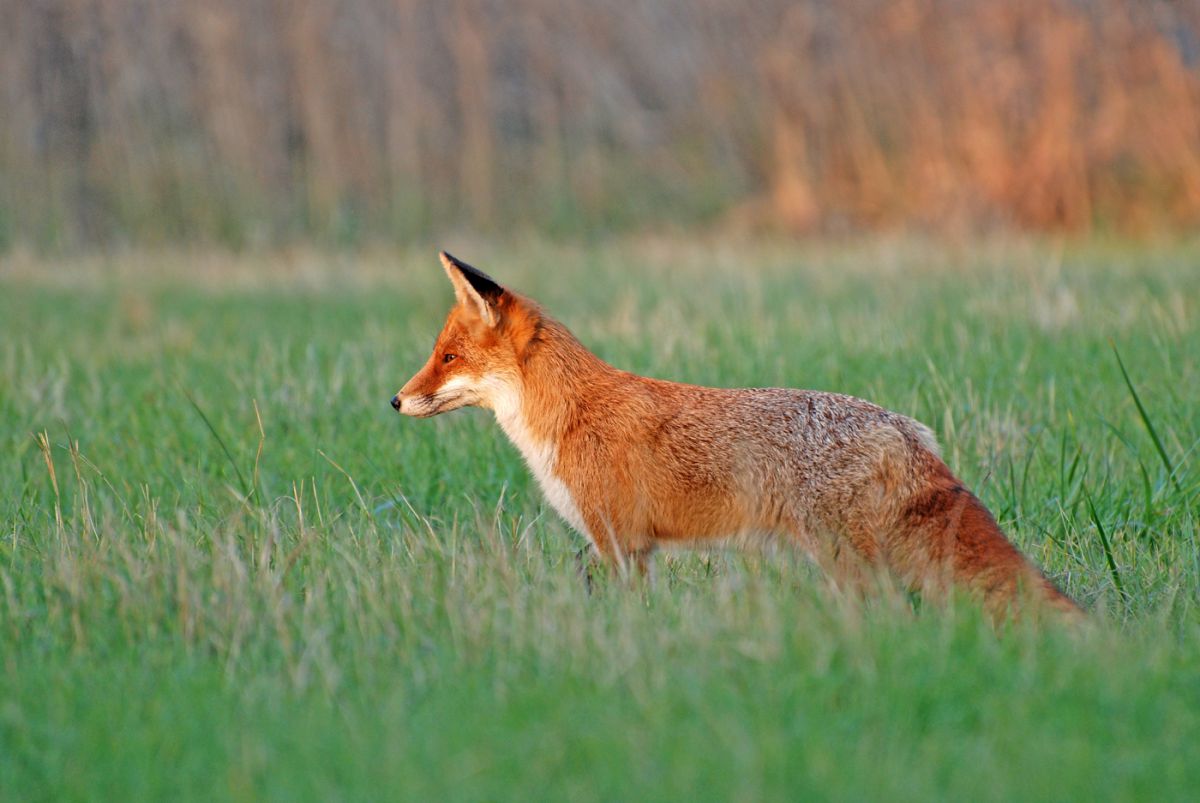 Gaál Zoltán Péter
