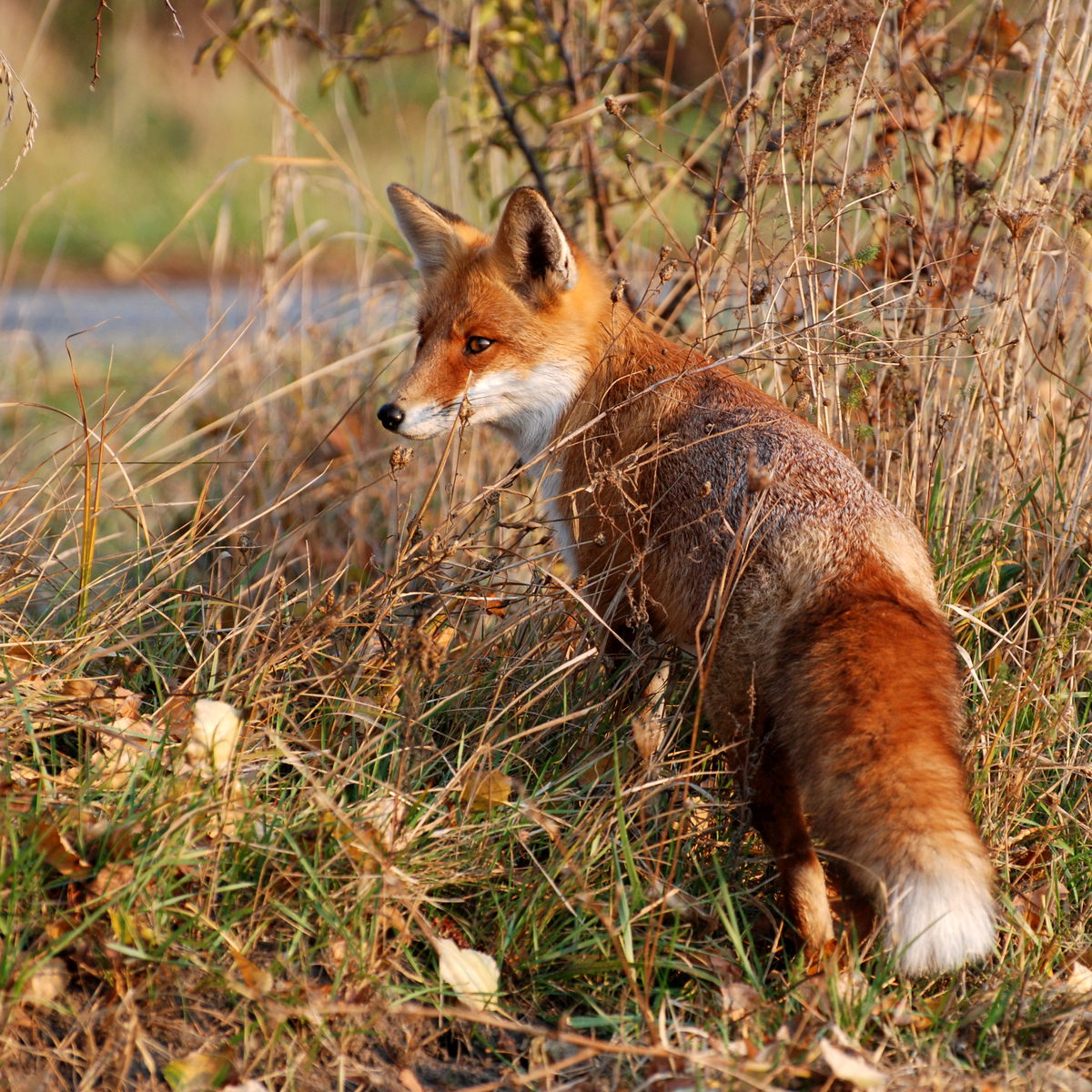 Gaál Zoltán Péter