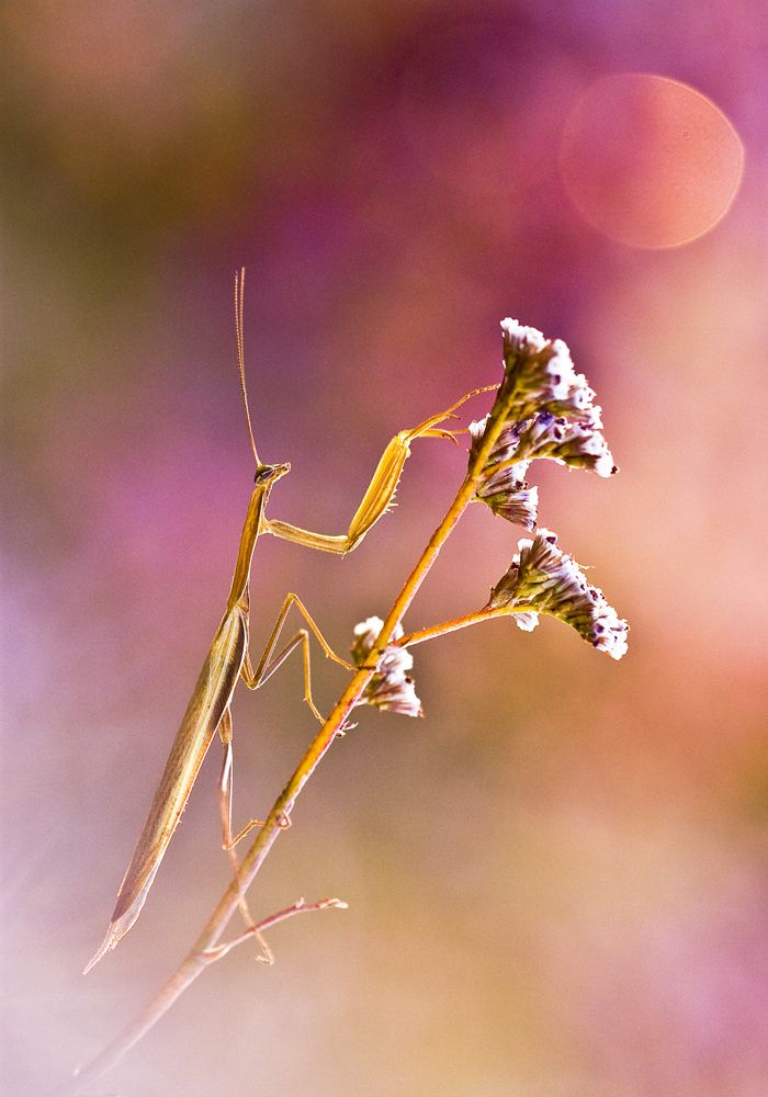 Sándor-Tóth Zsuzsanna