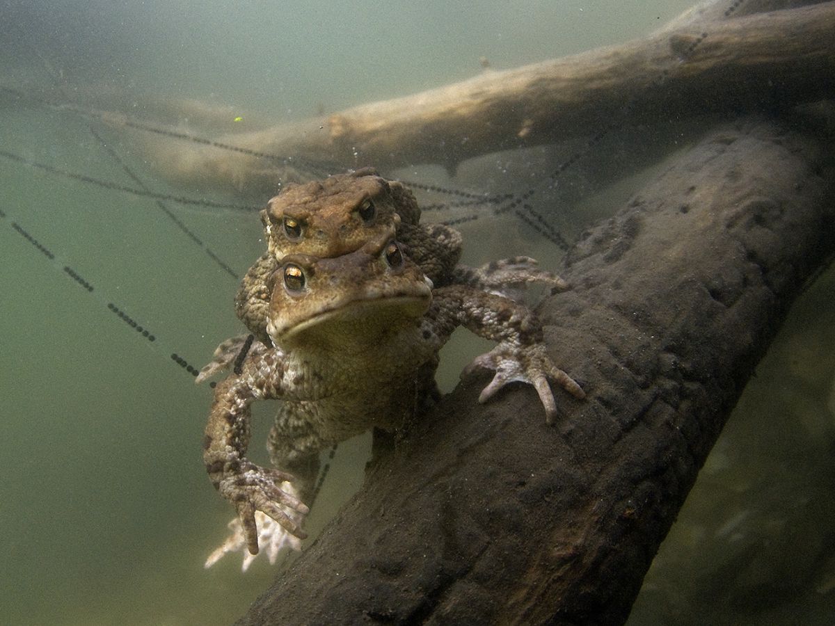 Násfayné Kőházi Mária