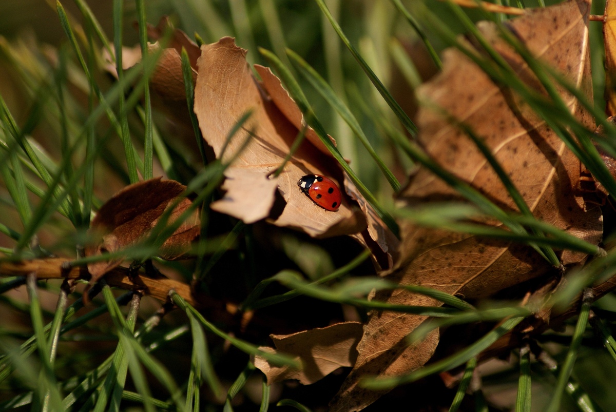 Laczkó-Magyar György