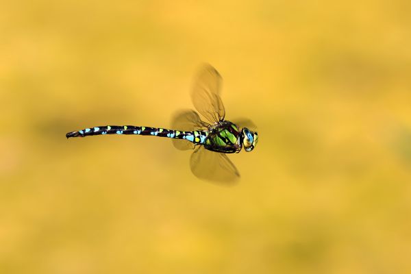 Sivatagi járőr II.