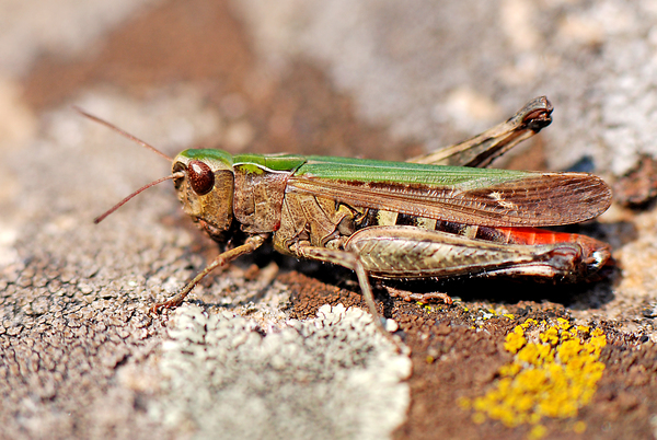 Élet a lávakövön