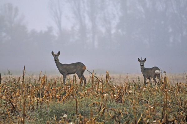 Hajnali böngészők