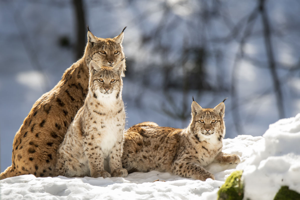 Szentkirályi Ádám