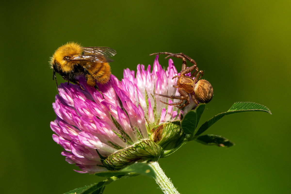Bernáth Sándor dr. 