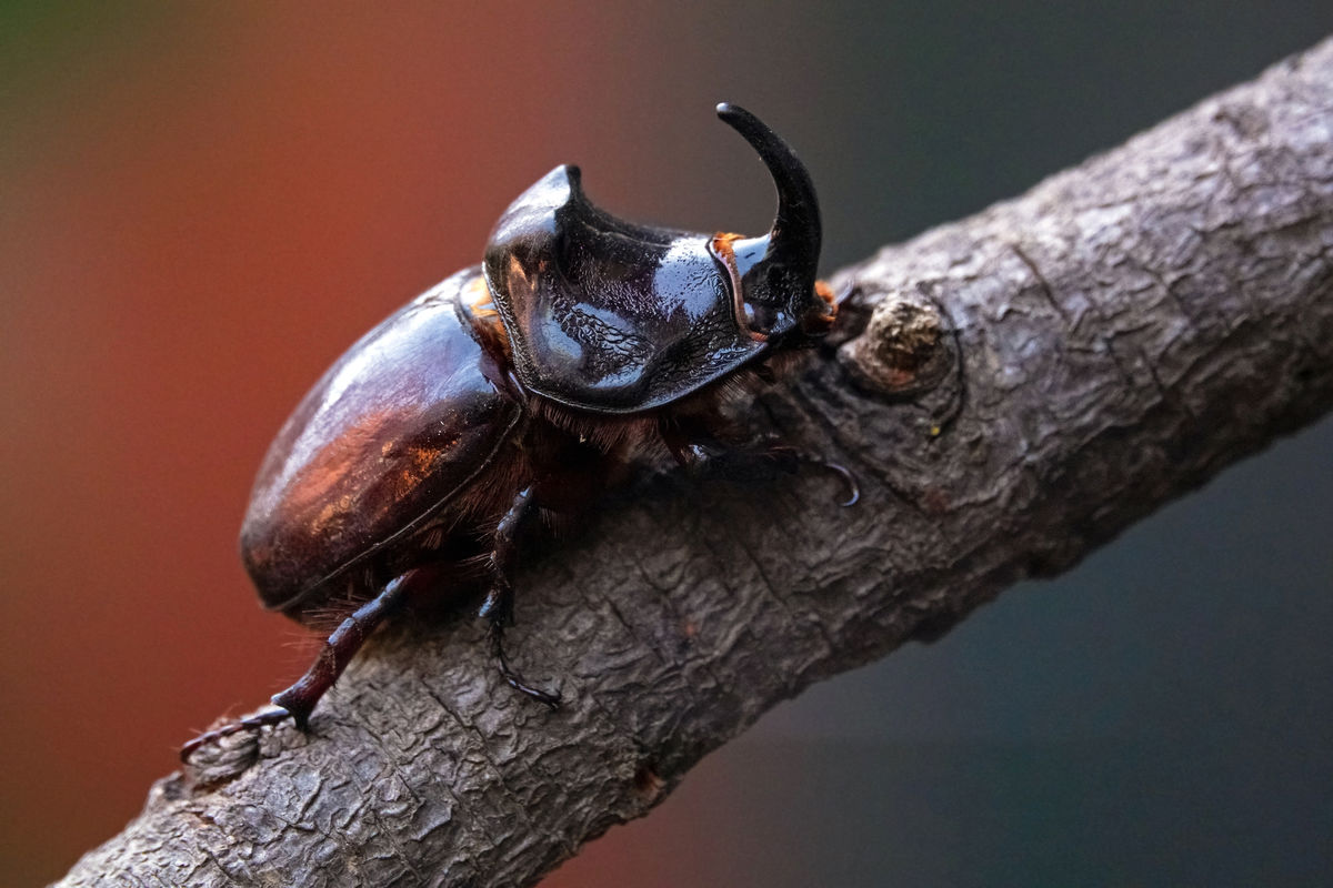 Bernáth Sándor dr. 