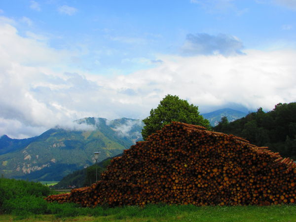 Élő és holt fa hegyek
