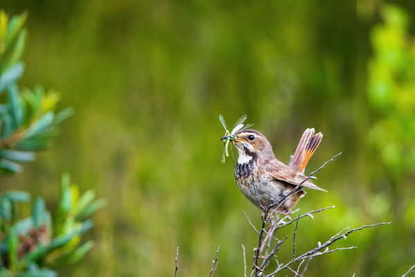 Kékbegy szitakötővel