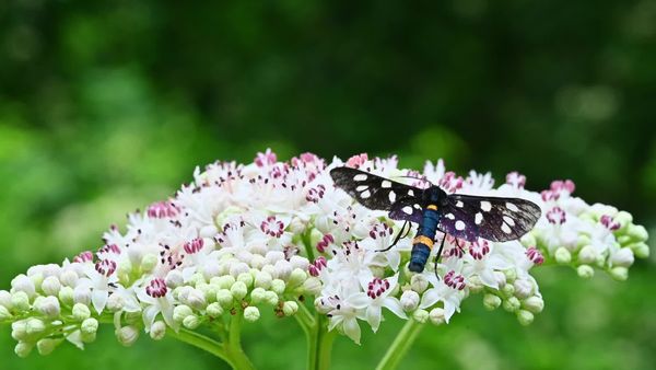 Aki a virágot szereti