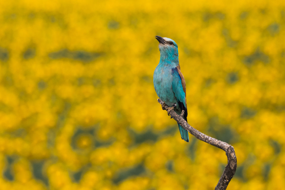Szakolczai Krisztina