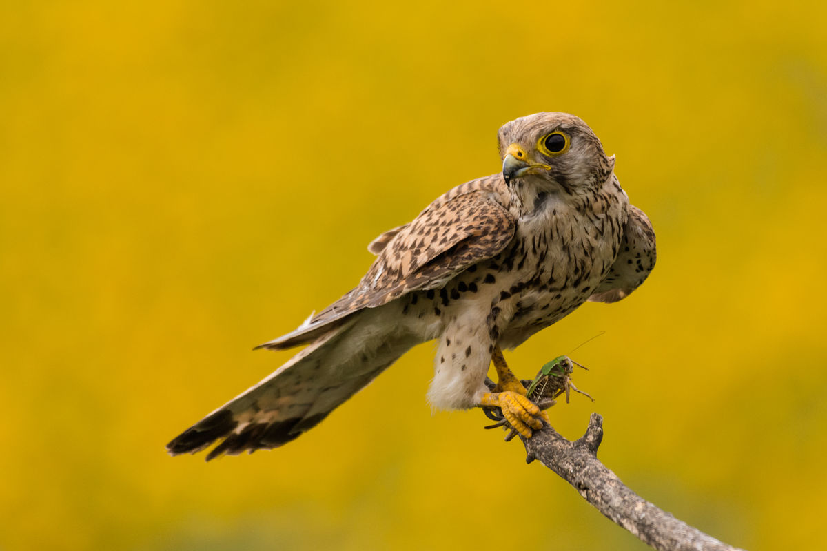 Szakolczai Krisztina