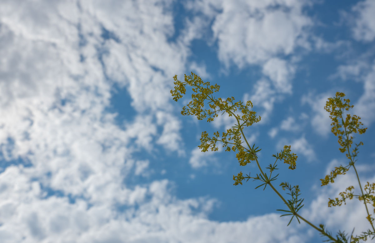 Benke Péter Valentin