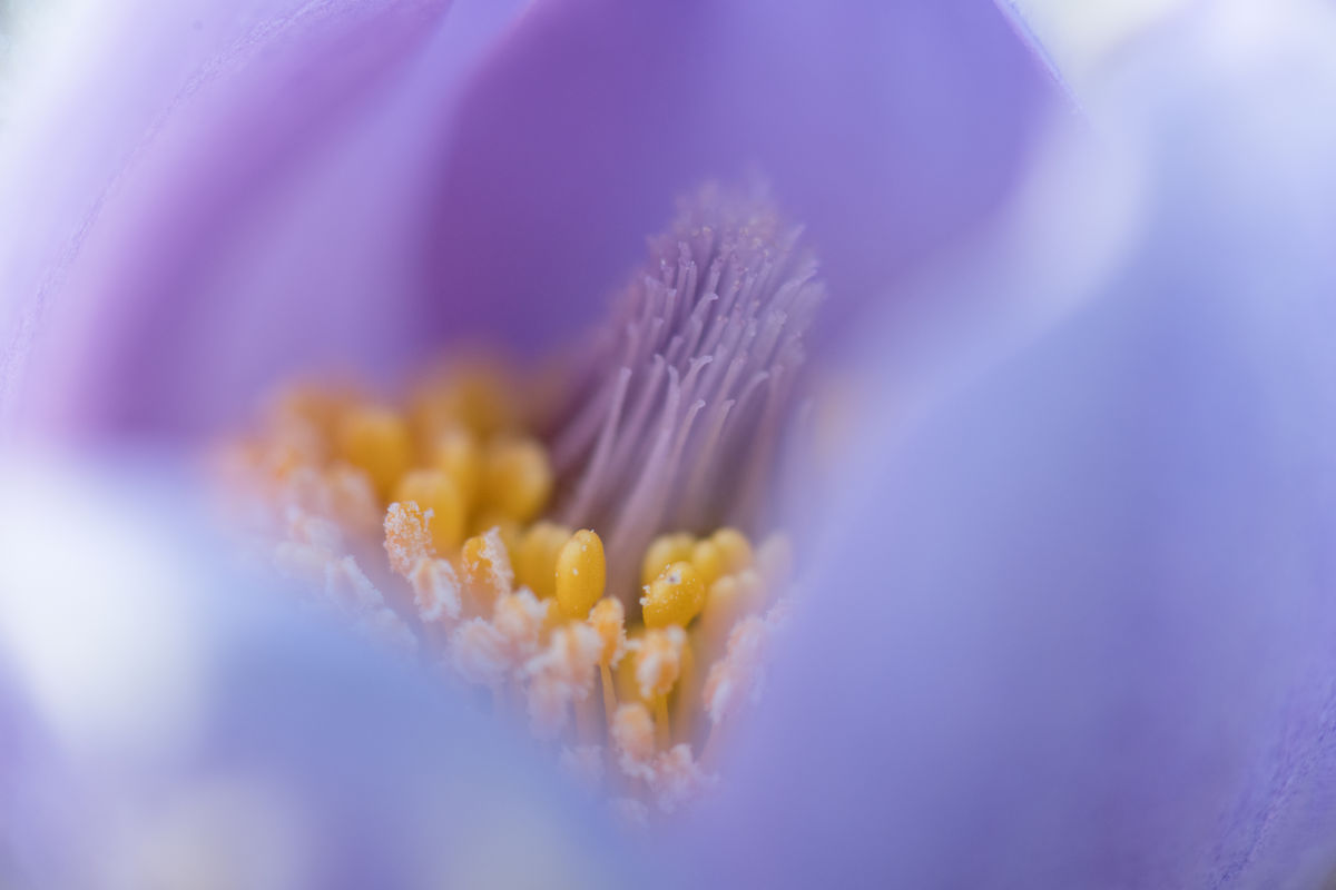 Szakolczai Krisztina