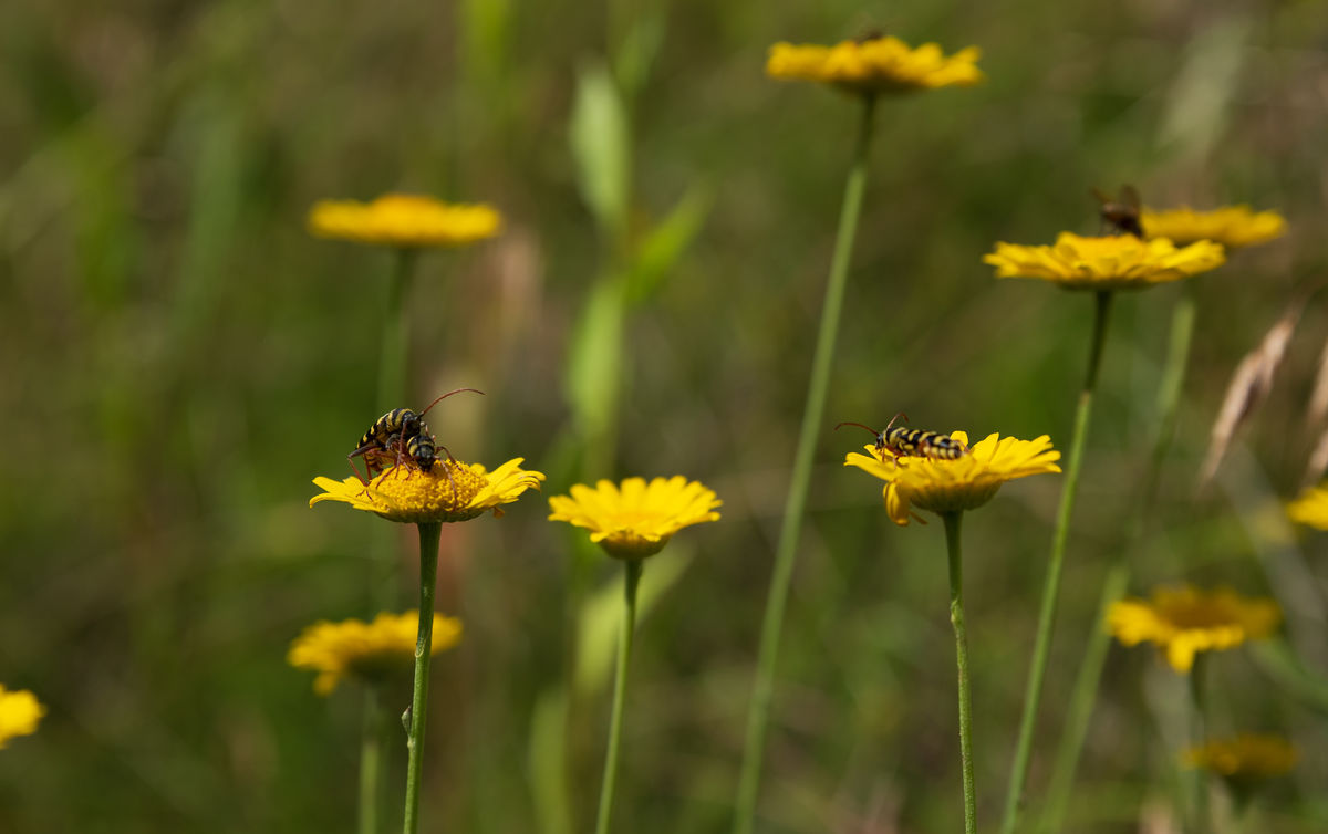 Benke Péter Valentin