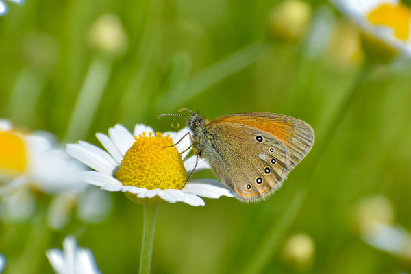 Közönséges szénalepke
