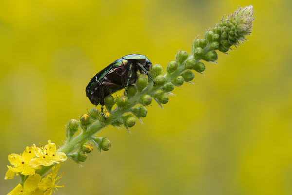 Menni a csúcs felé