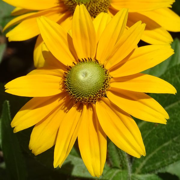 Csak egy sárga virág