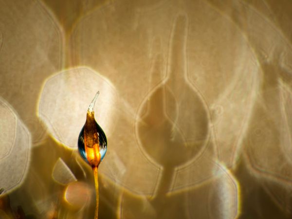 Elvarázsolt kastély