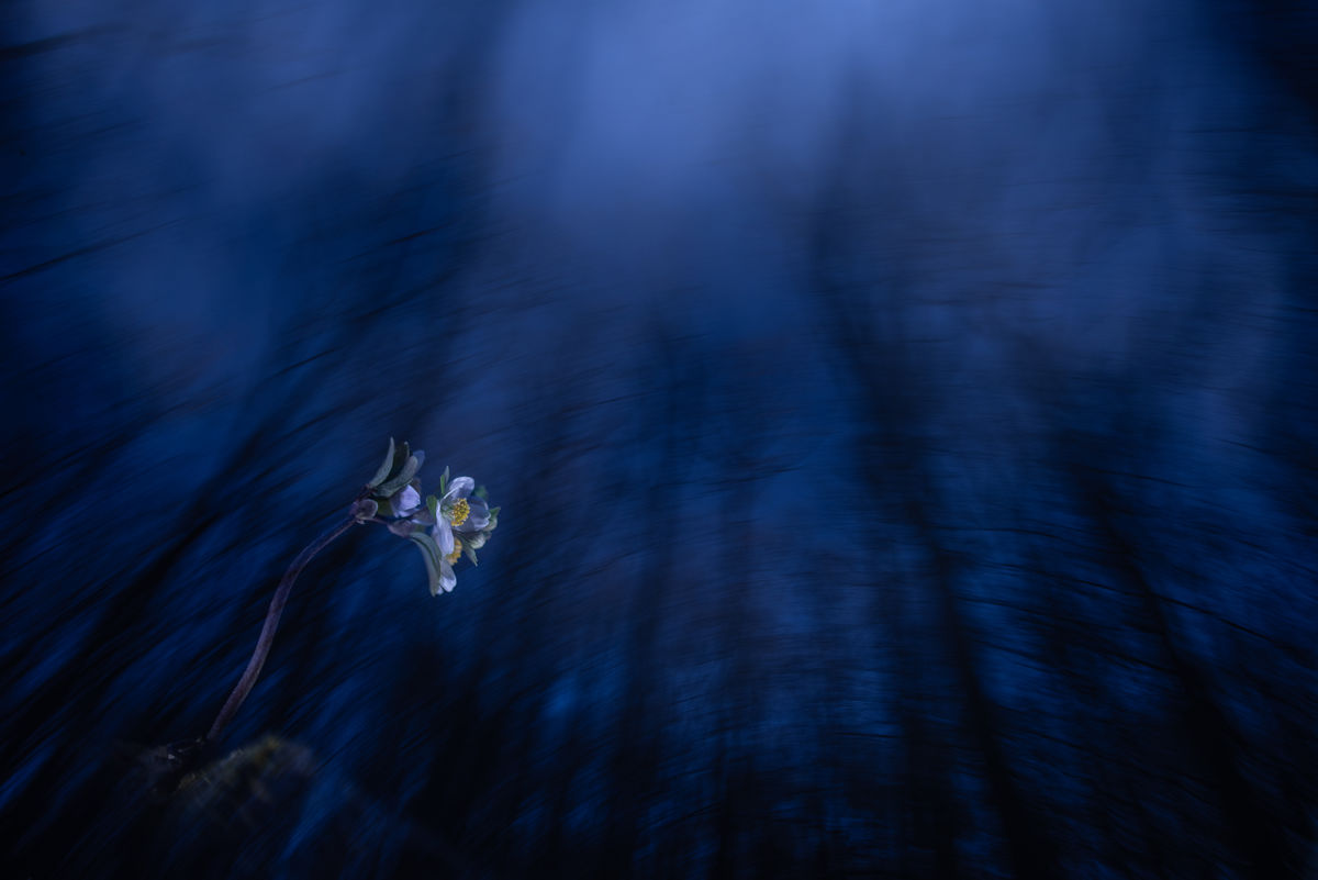 Darányiné Bakos Éva