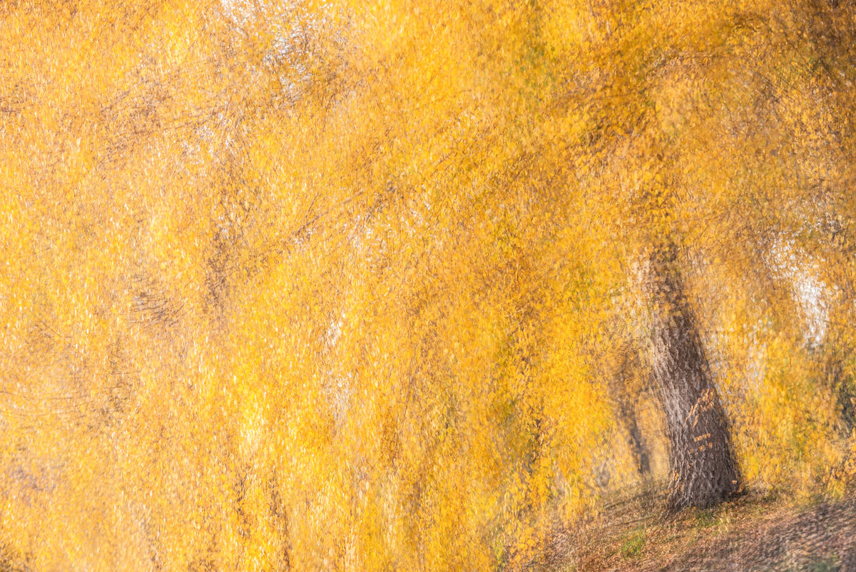 Darányiné Bakos Éva