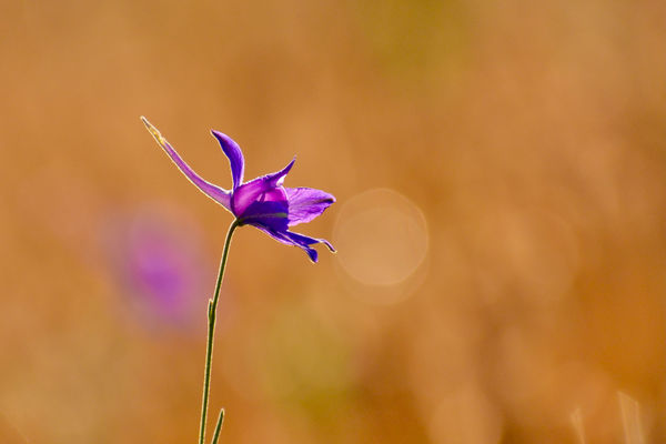 Szarkaláb a pirkadatban
