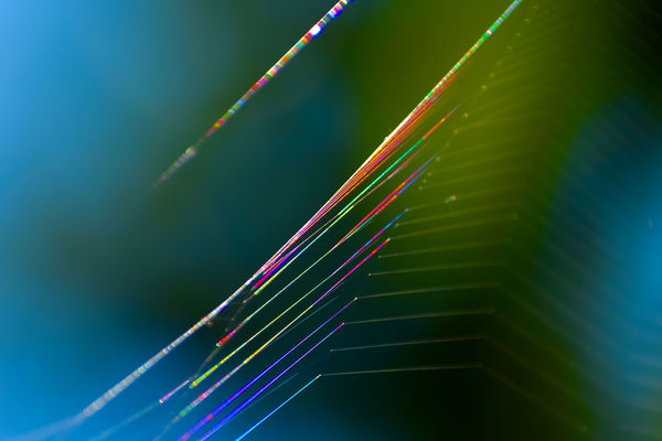 Amiért színes a világ