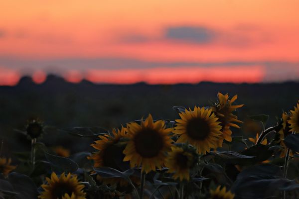 Naplemente napraforgótábla mögött