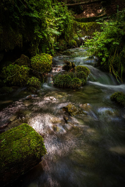 Zöldek, fény és csillogás