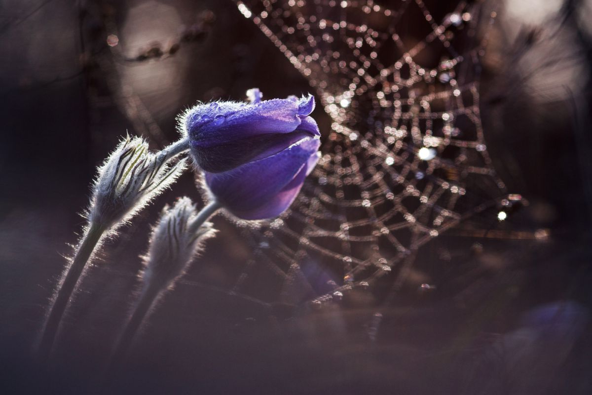 Sándor-Tóth Zsuzsanna