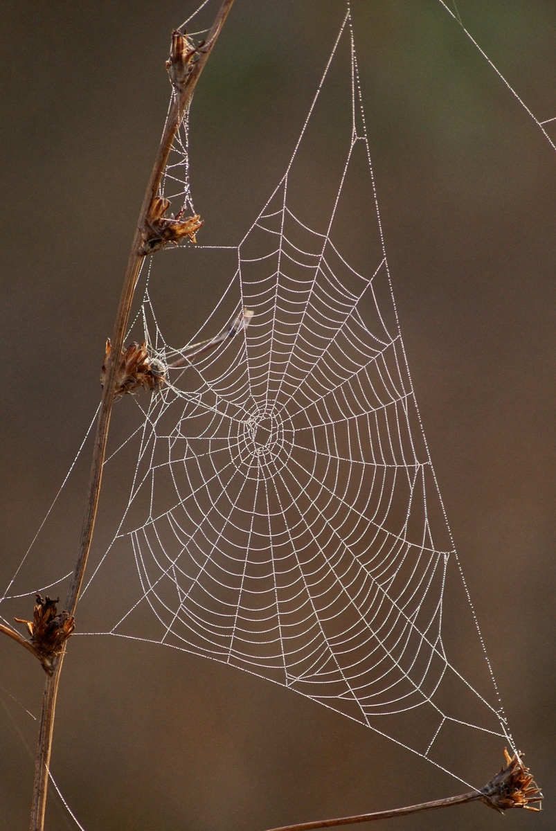 Laczkó-Magyar György
