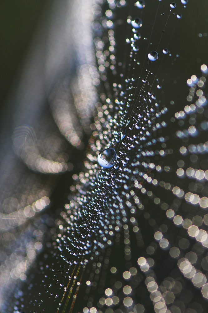 Sándor-Tóth Zsuzsanna