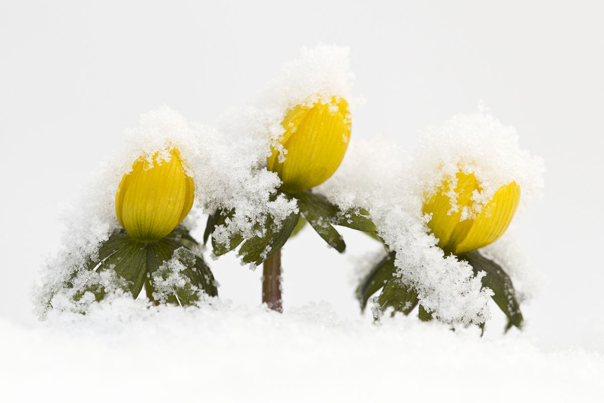 Bernáth Sándor dr.