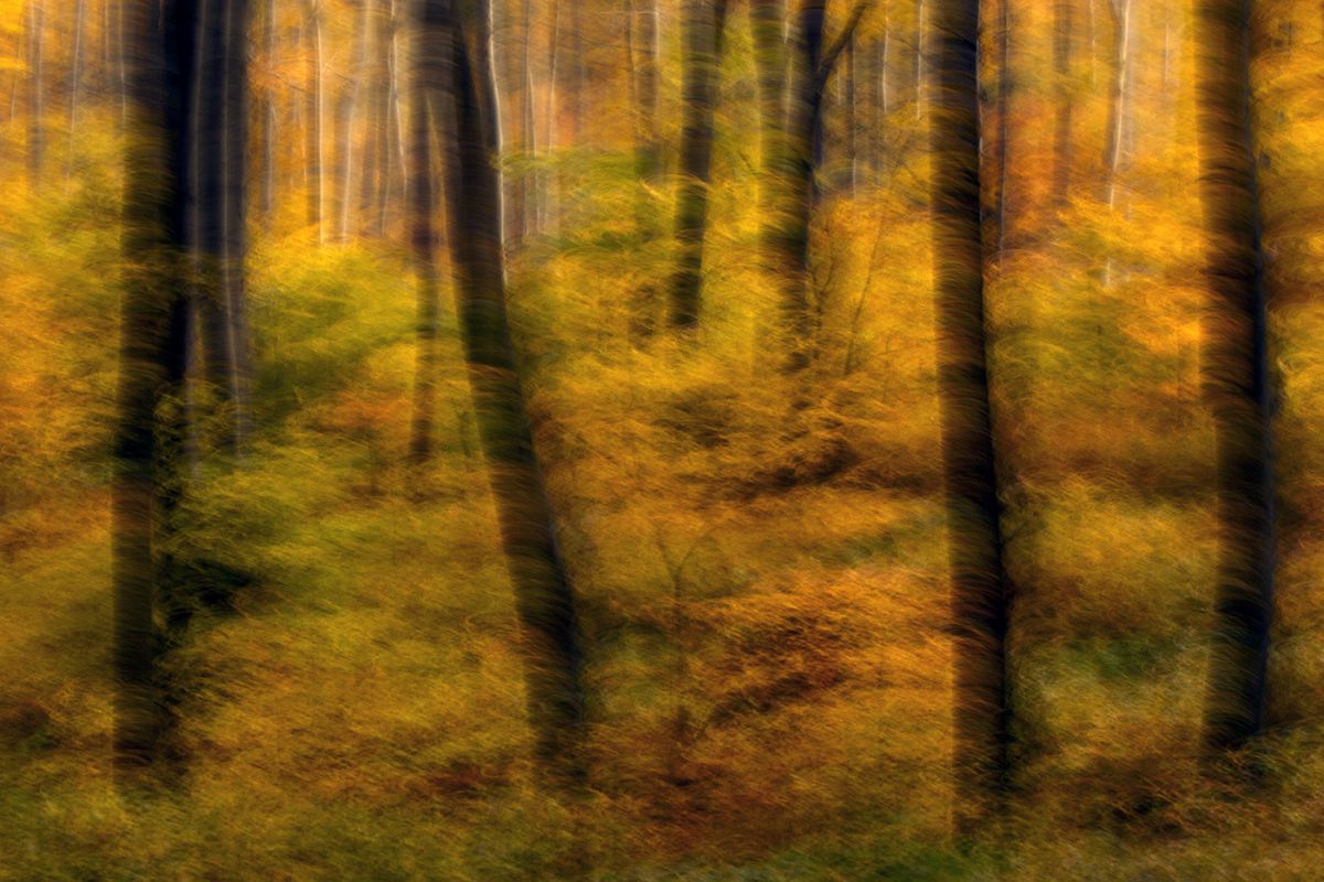 Bernáth Sándor dr. 