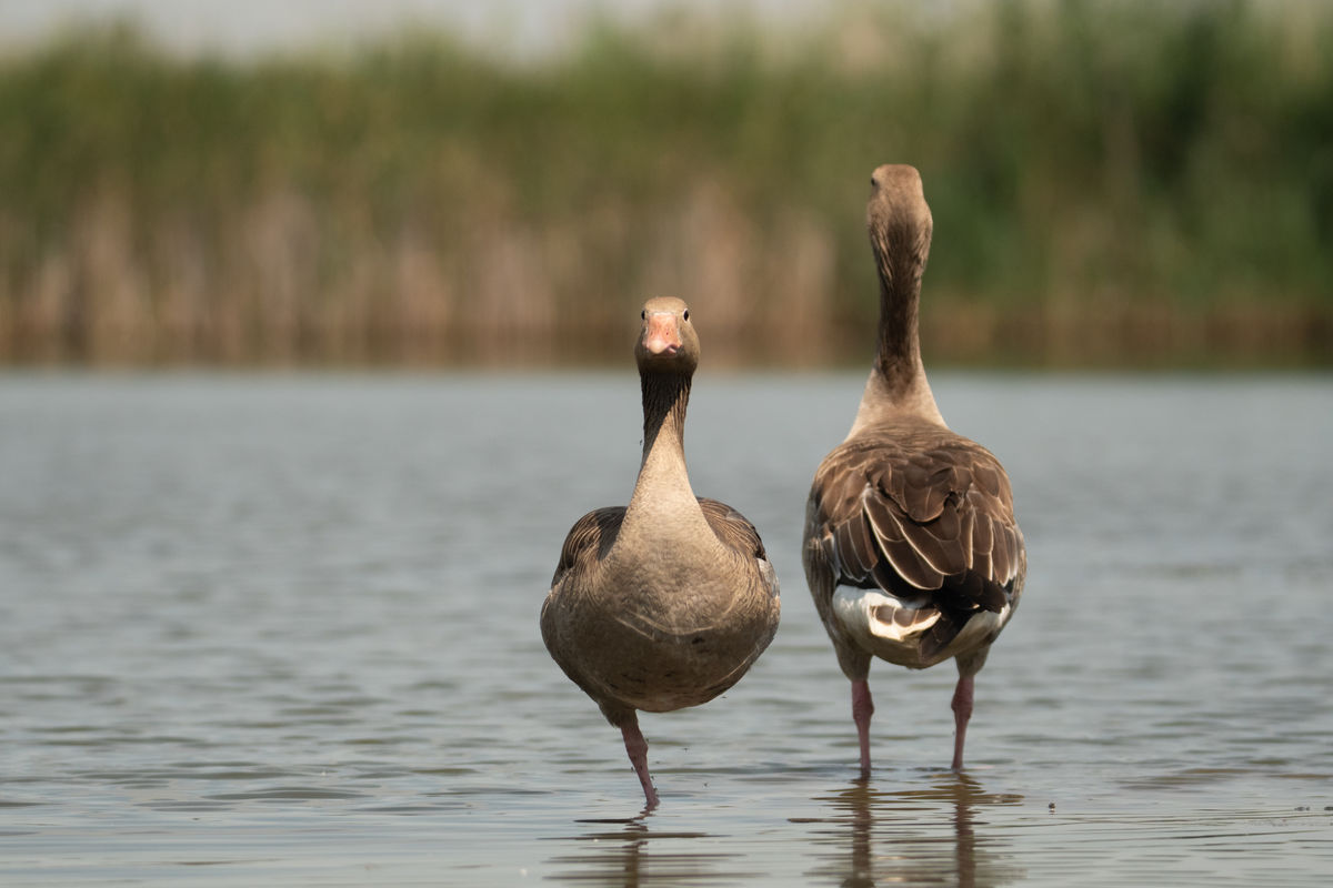 Gémné Kovács Anita