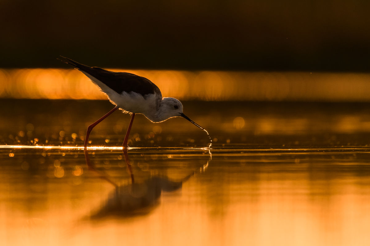 Szakolczai Krisztina