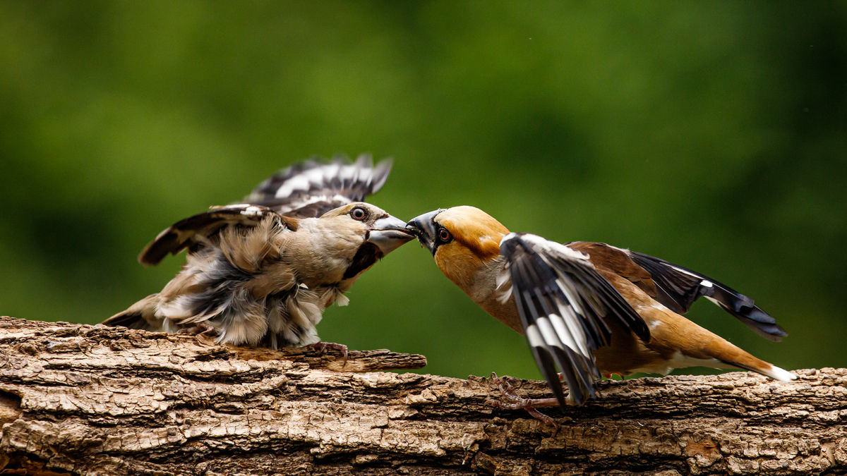 Gyenti-Kálvin Kinga