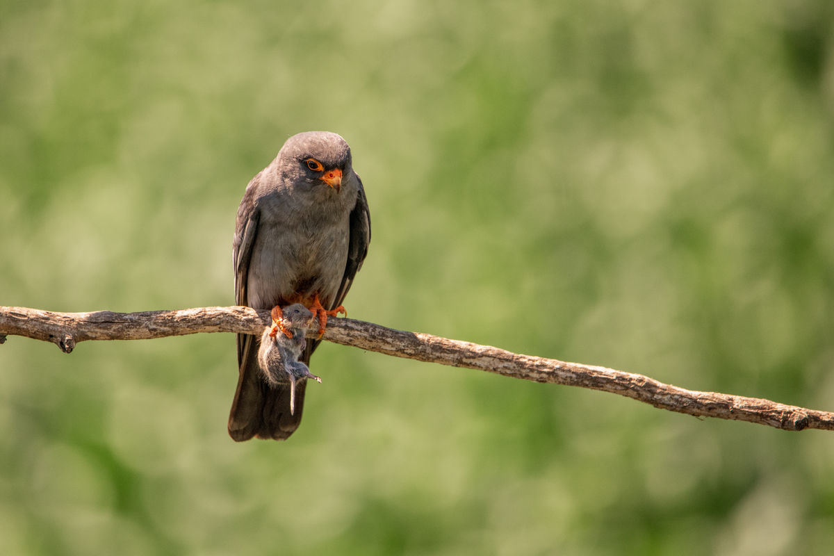 Gémné Kovács Anita