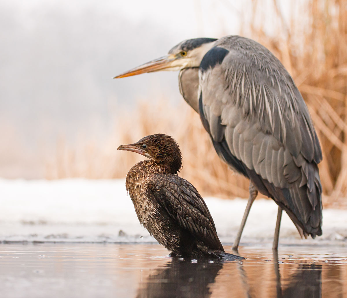 Gyenti-Kálvin Kinga