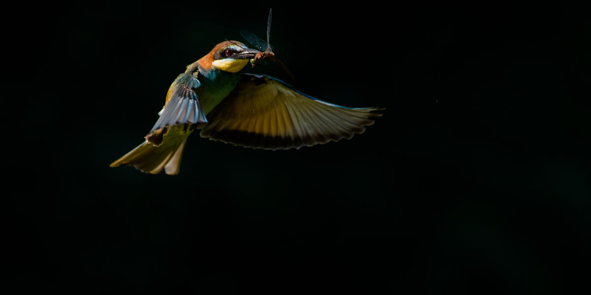 Szakolczai Krisztina